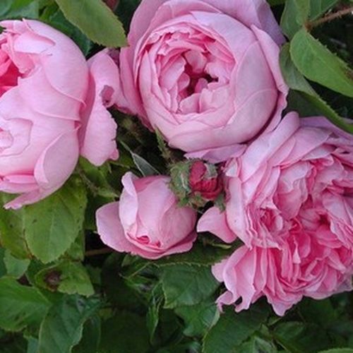Rosa  Marie de Blois - růžová - Stromkové růže s květy anglických růží - stromková růže s keřovitým tvarem koruny